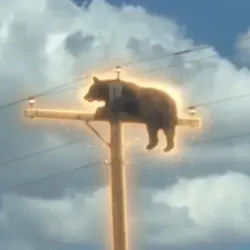 Bear On Pole (BOP)