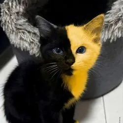 Bicat (BICAT)