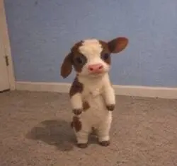 Bitcoin Cow (BTCOW)