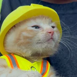 cat wif helmet (SUE)