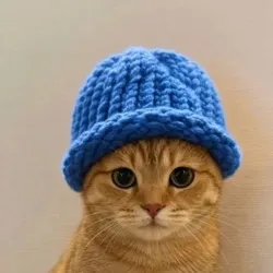 Catwifhat (CATWIF)