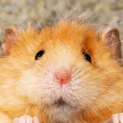 /static-backend/exchangeBm-upload/img/seo/SEO_chip-the-wooly-mouse.png?x-oss-process=image/format,webp
