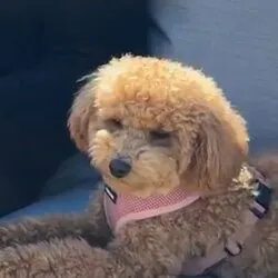 COCO (COCO)