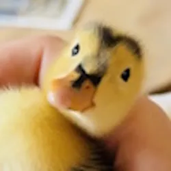 dinky