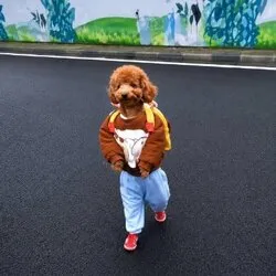 dogwifpants (PANTS) Price Prediction