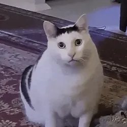 huhcat