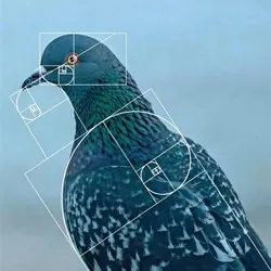 level941 (PIGEON)