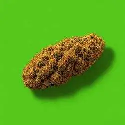 Nuggies (NUG) Price Prediction