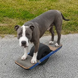 Pit Bull on One Wheel (GREYSON)