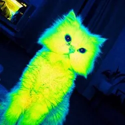 qcat