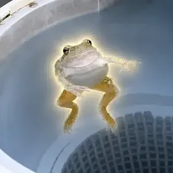 spinning frog (FROG)