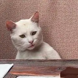 annoyed