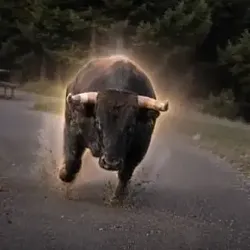 The Charging Bison (BISON) Price Prediction