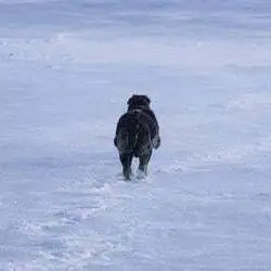 The Nietzschean Dog (RUSS)