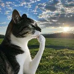 Thinking Cat (HMM)