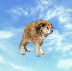 Tilly ($TILLY)