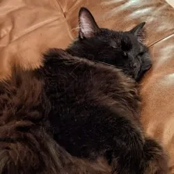 Stella Cat (STELLA)