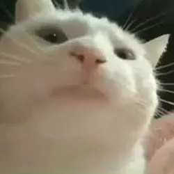 Vibing Cat (VIBE CAT)