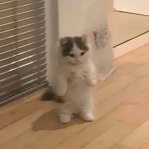 How to Buy MICHI?